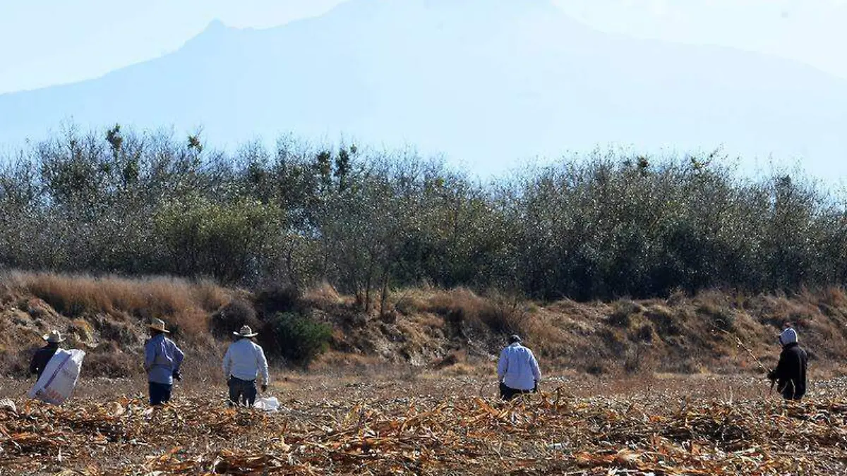 campesinos (2)